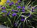 Tradescantia virginiana IMG_4525 Trzykrotka